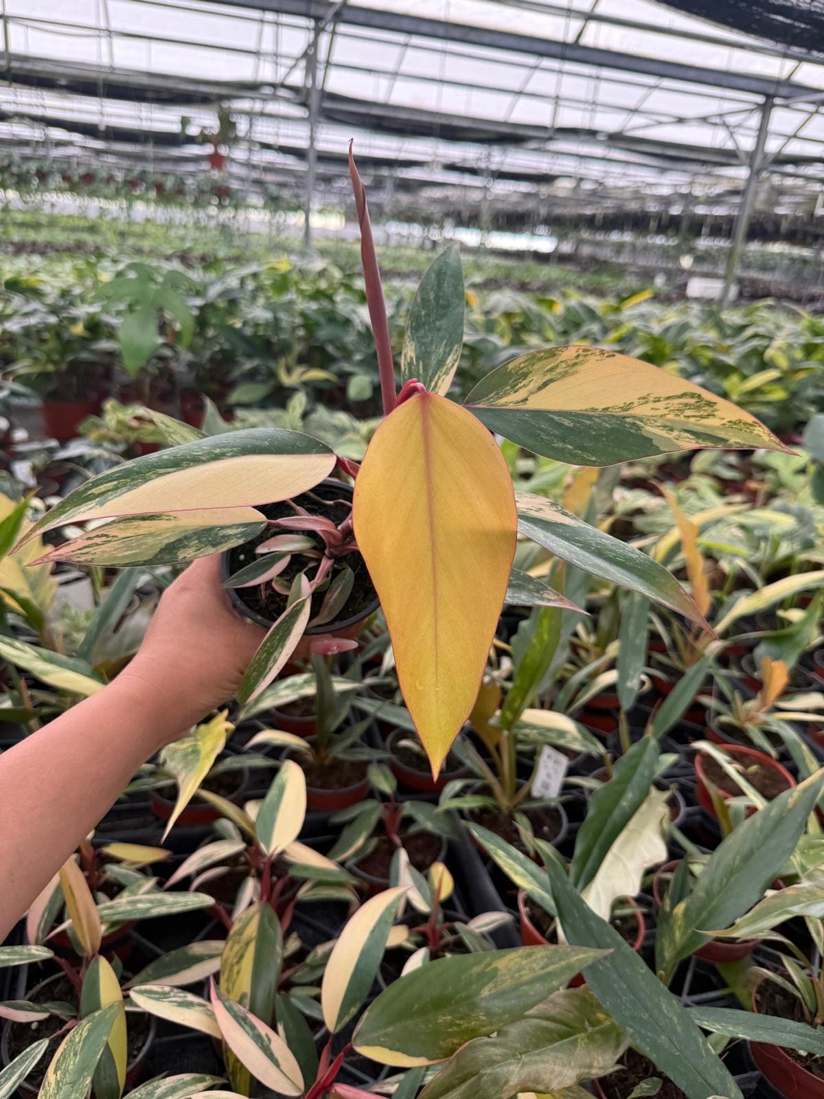 4" Pot Philodendron Strawberry Shake Plant – Rare Variegated Aroid, Tropical Collector Plant